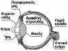 temp eye-anatomy.jpg