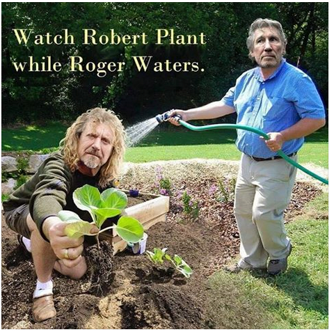 robert plant.png