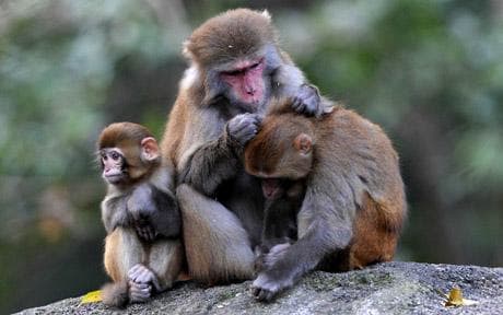 rhesus-macaque_1658403c.jpg