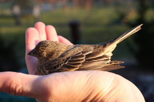 a-bird-in-the-hand_59489.jpg