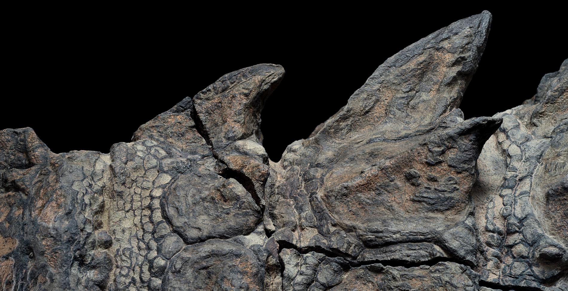 nodosaur-fossils-close-up-ridges.adapt.1900.1.jpg