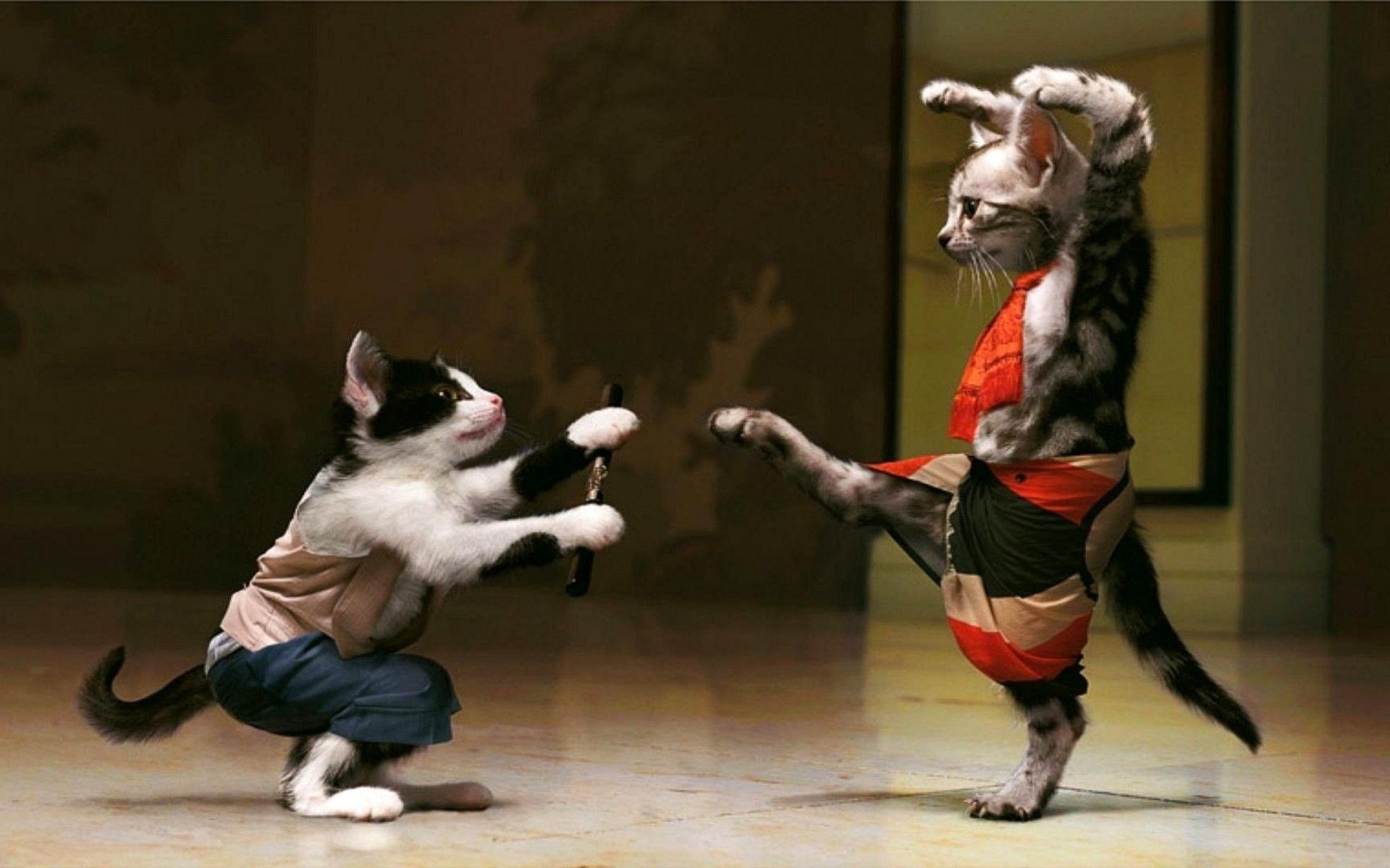 Funny-Cat-Fight-Picture.jpg