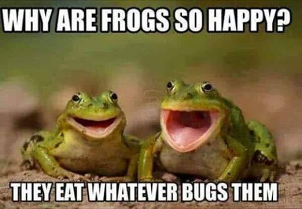 happy-memes-sayingimages-happy-frogs-memes.jpg