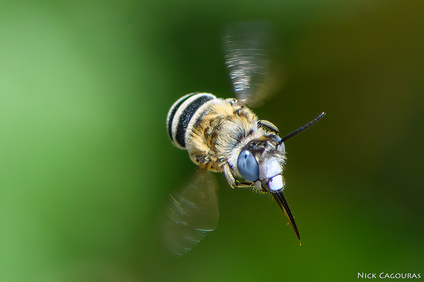 Amegilla quadrifasciata.jpg