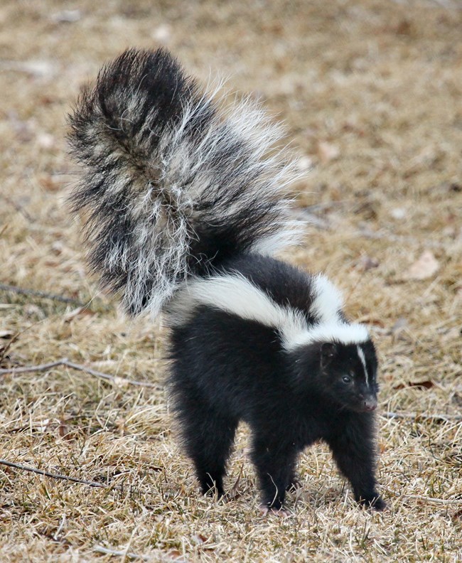 Striped-Skunk_1.jpg