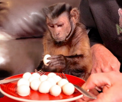 monkey eat egg - Google Search.png
