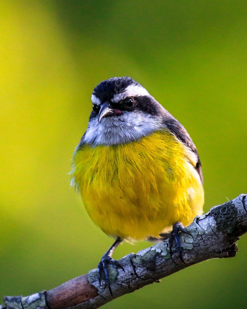 small-black-and-white-bird-with-a-yellow-belly.jpg