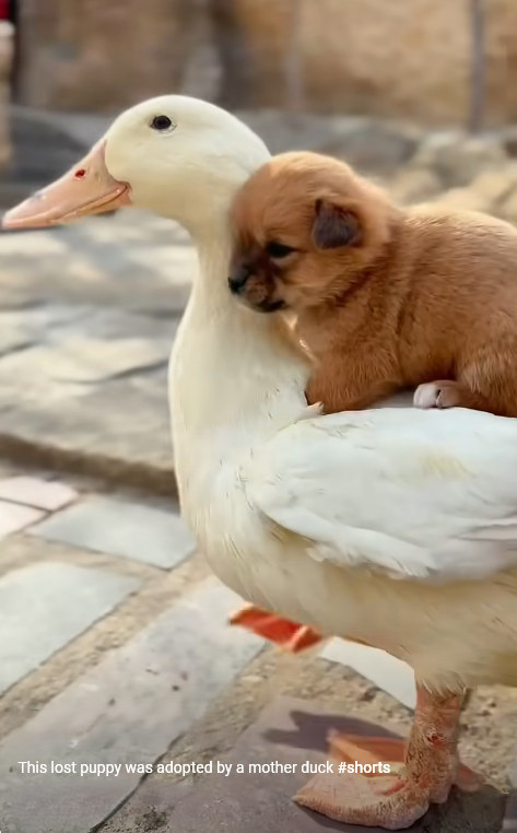 This lost puppy was adopted by a mother duck #shorts - YouTube.png