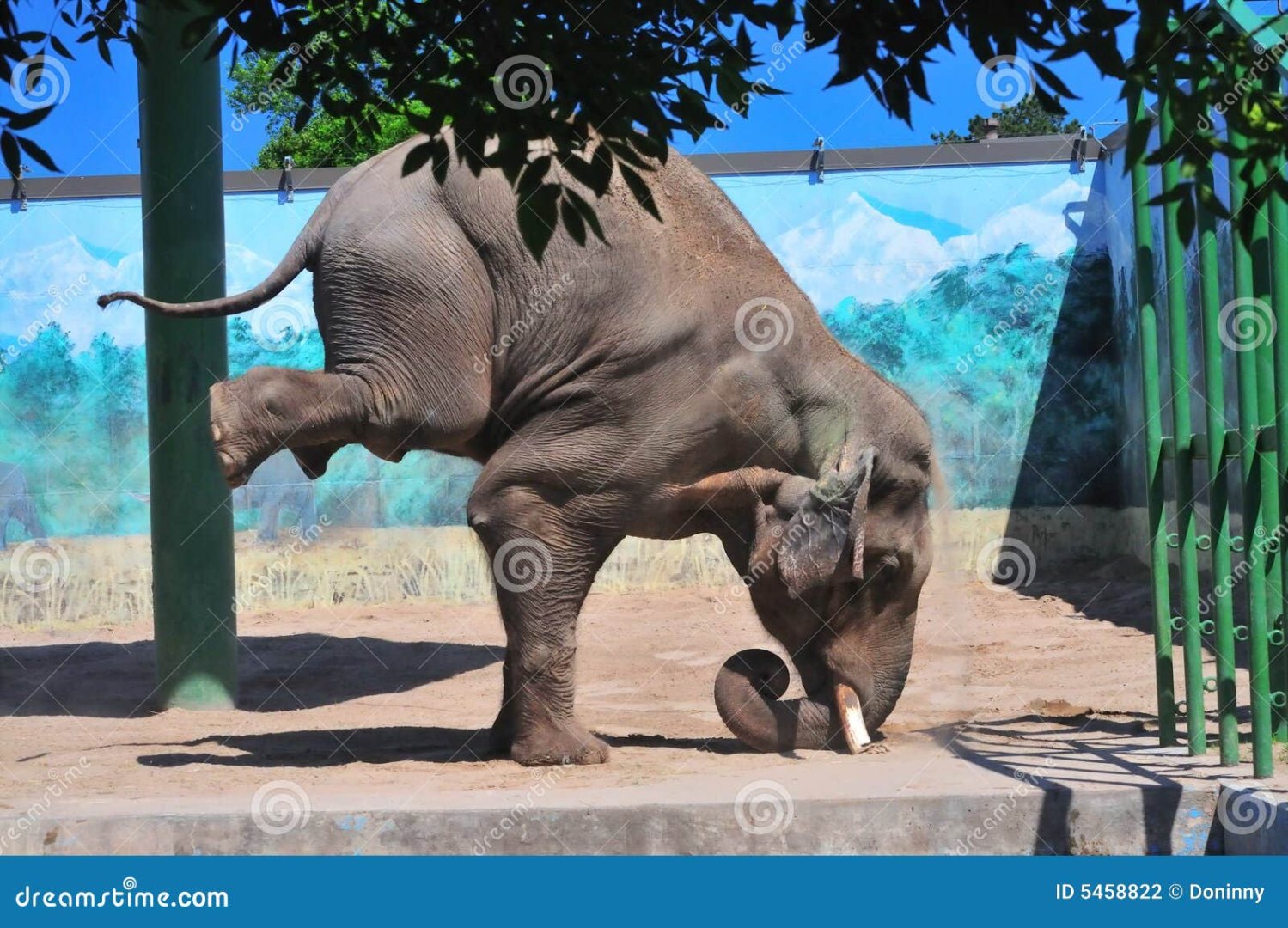 elephant-standing-head-5458822-718533148.jpg