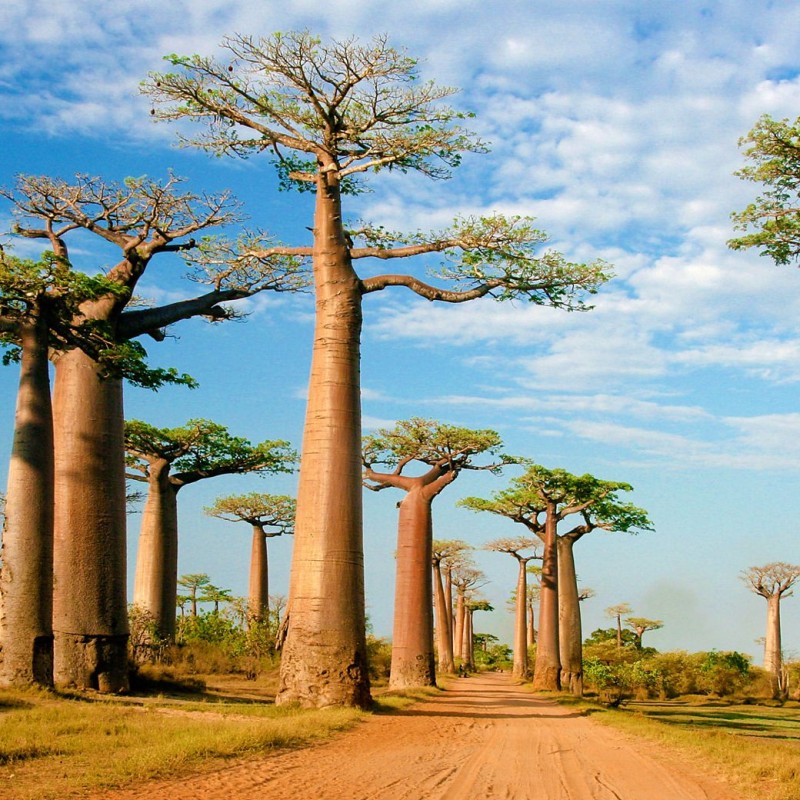 baobab-tree-800x800.jpg