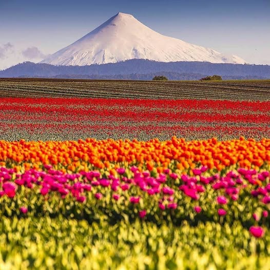 Volcán Osorno, Χιλή.jpg