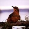 mrbungel