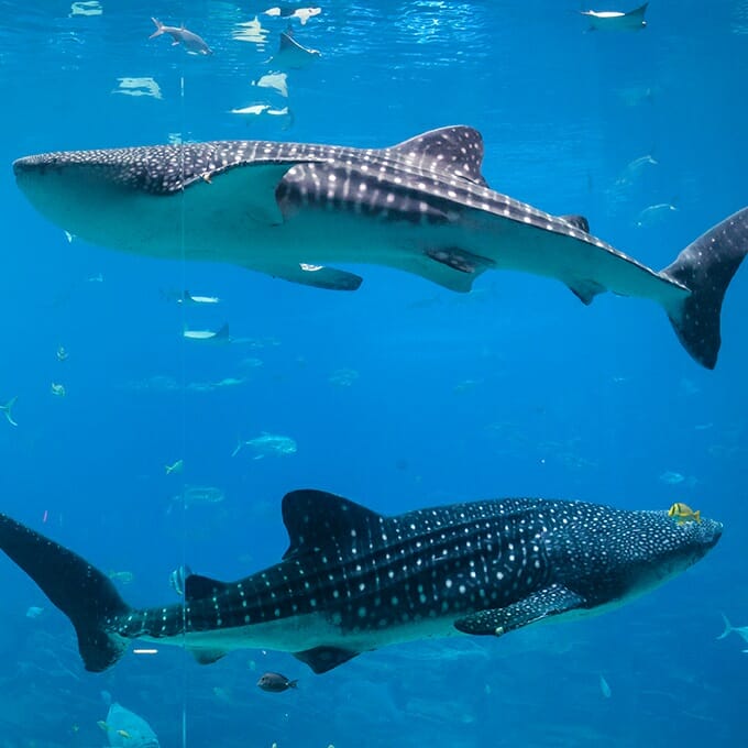 www.georgiaaquarium.org