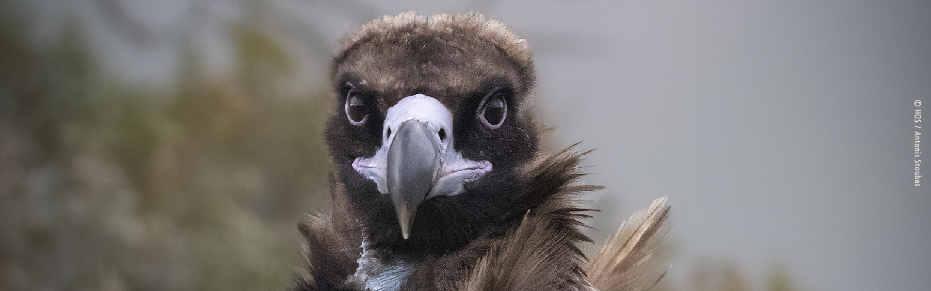www.ornithologiki.gr