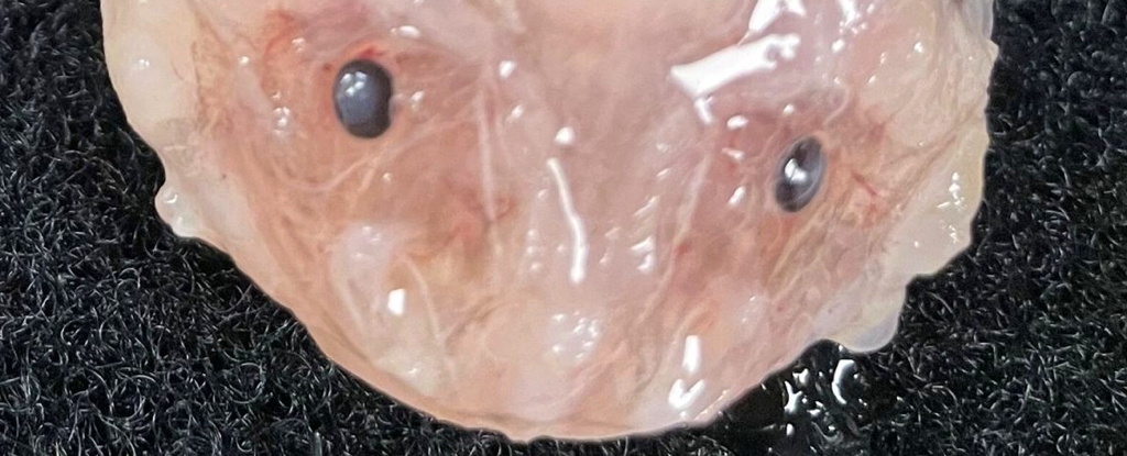 www.sciencealert.com
