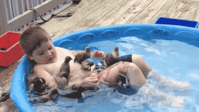 animales gifs Page 5 | WiffleGif