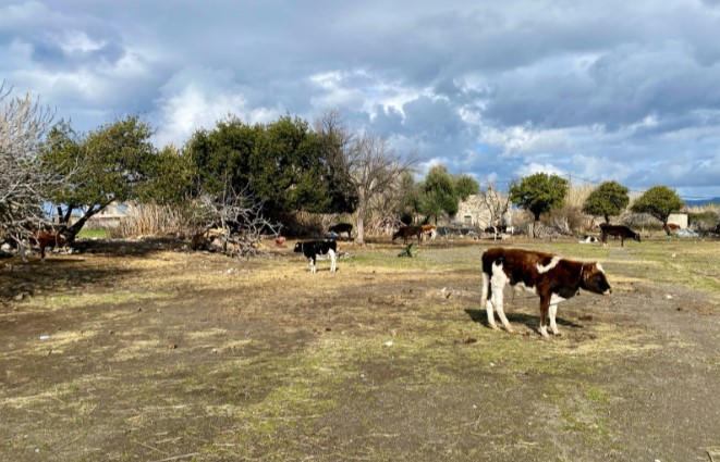 hellenicanimalwelfare.org